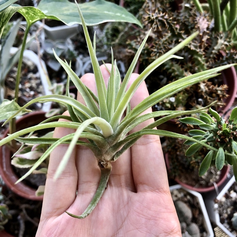 蒔/ 空氣鳳梨 飛牛蒂納 T. velutina 范倫鐵諾 飛牛蒂娜 空鳳 觀葉植物 雨林植物 多肉植物 仙人掌 盆栽