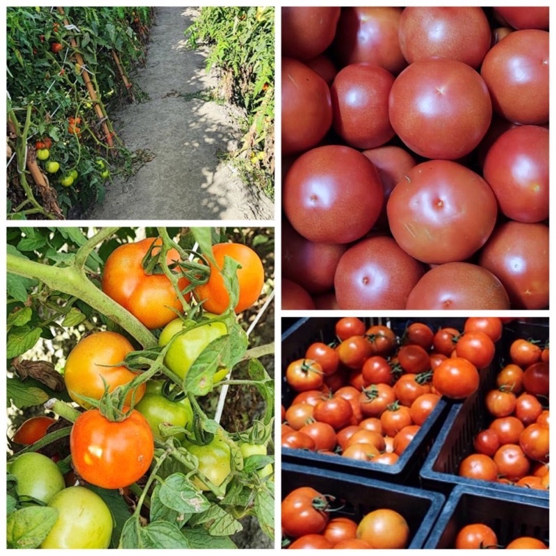 小農［自產自銷］牛番茄 牛蕃茄 現採 新鮮 抗氧化聖品 茄紅素 蔬菜 水果 產地直送