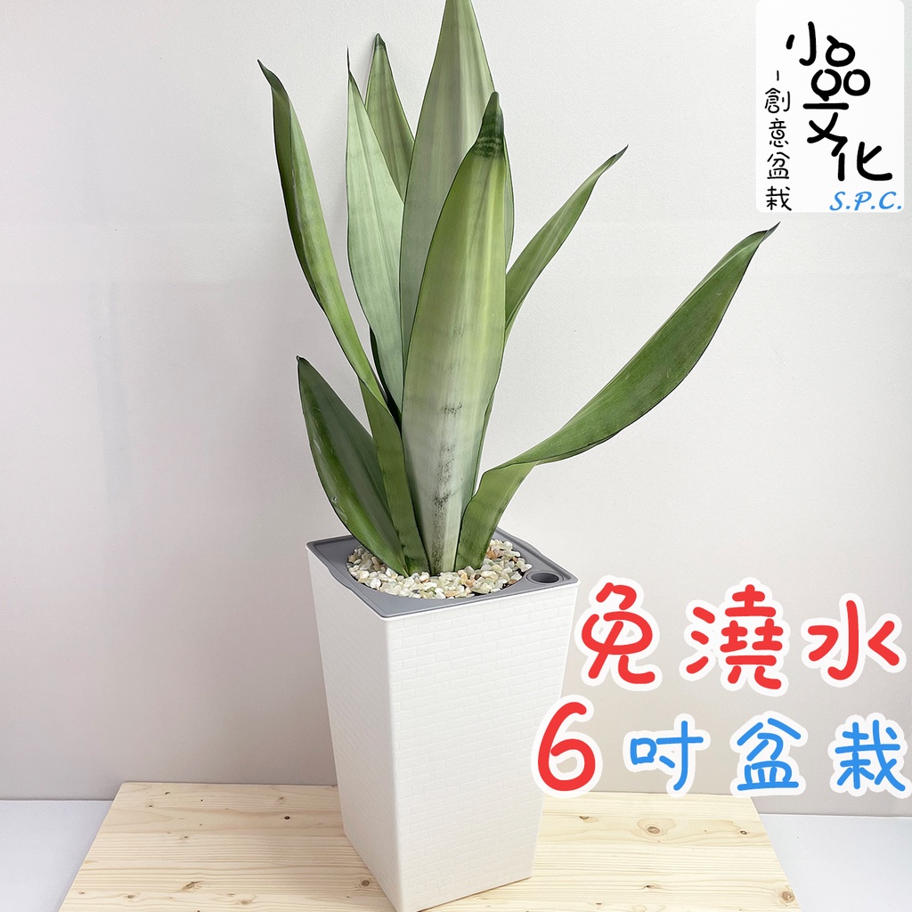 【小品文化】銀皇后虎尾蘭【現貨】6吋磚紋免澆水盆栽 室內植物 室內盆栽 辦公室盆栽 懶人盆栽 水培植物 水培盆栽