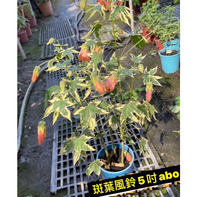 黃花。紅花風鈴5吋abo特價$105