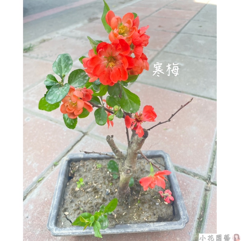小花園藝寒梅寒木瓜花長壽祿4 5吋方盆 350 蝦皮購物