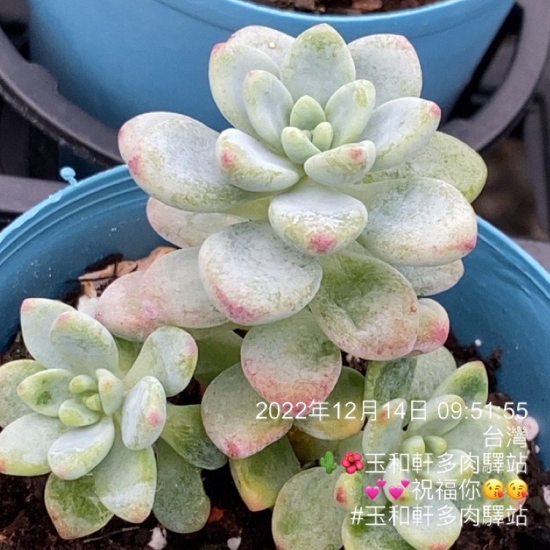 ｛玉和軒多肉驛站｝勞爾/小老欉/香香的/群生