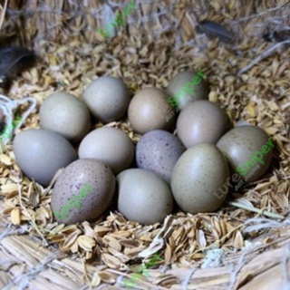 🥚蘆丁雞種蛋🥚黑羽/栗色/銀色/瓦灰/藍臉/紅胸/純白 新鮮種蛋 可孵化的受精蛋 迷你雞 藍胸鵪鶉 可孵化小雞 孵蛋