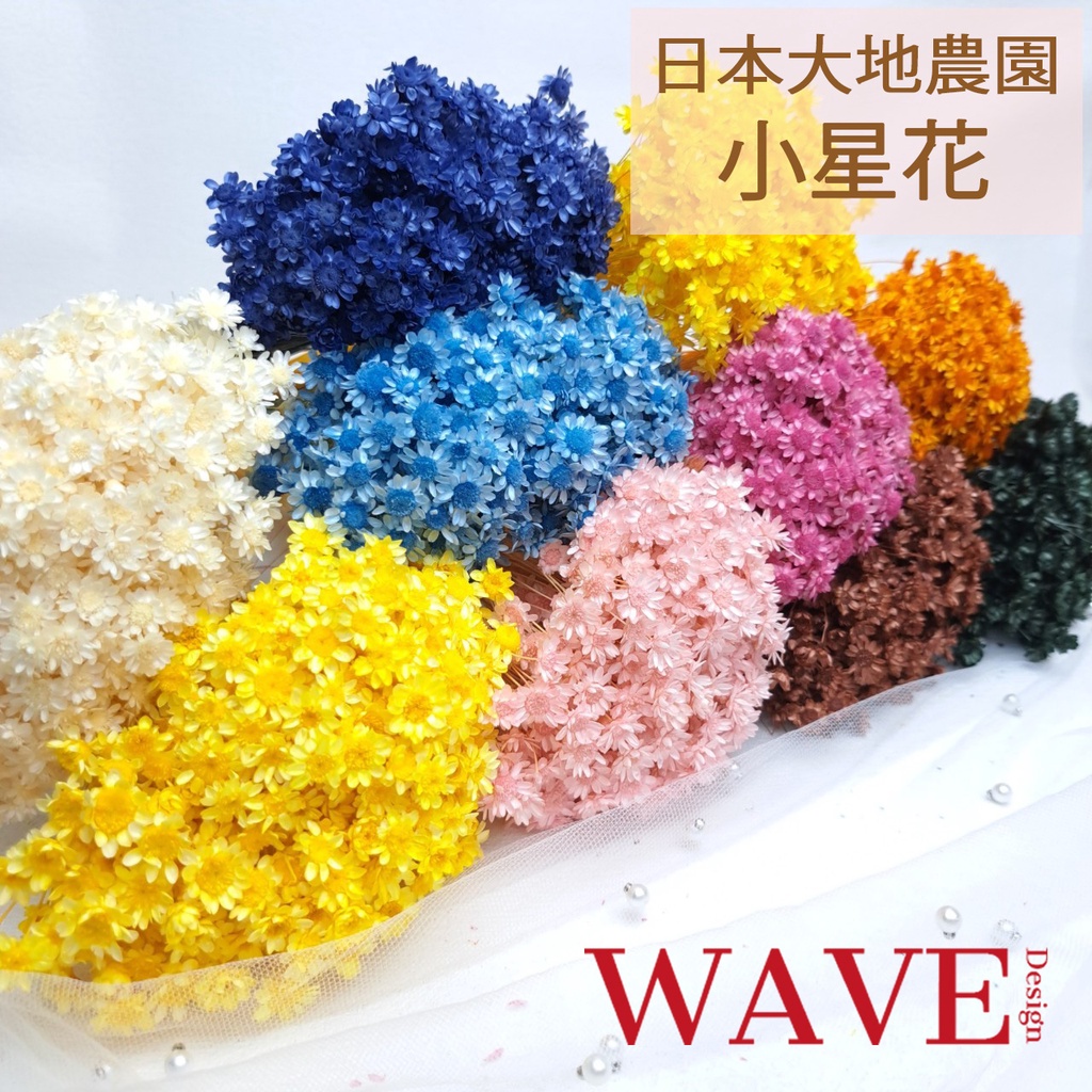 《WAVE Design 》日本大地農園 小星花  乾燥花 花材 永生花 不凋花 天然乾燥花 花束 捧花 手作