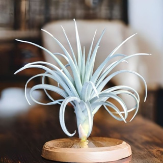 綠房子空氣鳳梨 初戀 x 樹猴 Tillandsia requitae x duratii