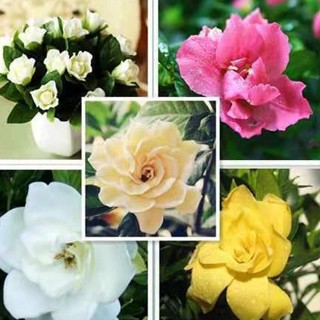 臺灣現貨現發 梔子花種子 梔子花易養 易種 植物盆栽花卉 室內易活 當季播種 盆栽花草 梔子花 種子
