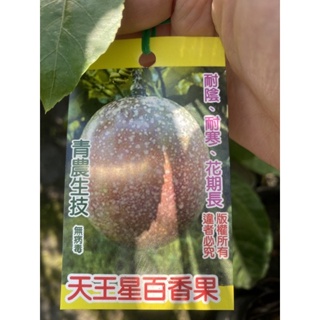 《花果山🐒》 -- 天王星百香果 4寸接枝苗 耐蔭、耐寒、花期長