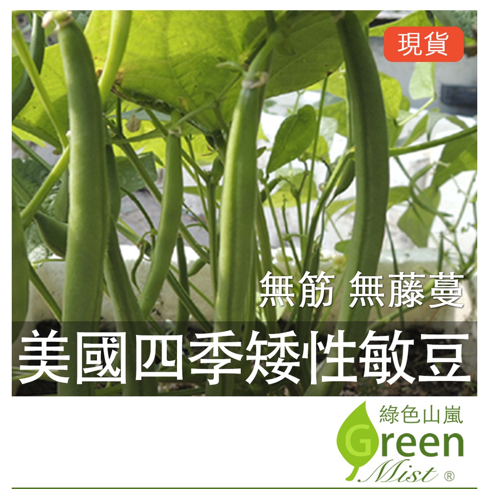 美國四季矮性青莢敏豆(約30粒種子)  四季豆 蔬菜種子【綠色山嵐】