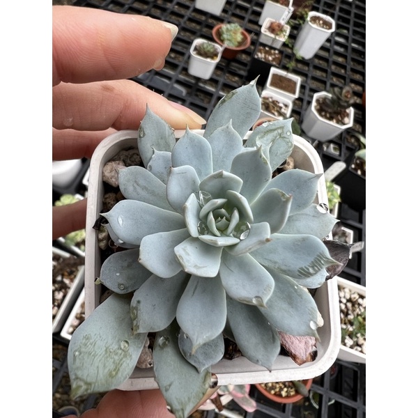 藍鳥 薄葉藍鳥  粉藍鳥 多肉植物