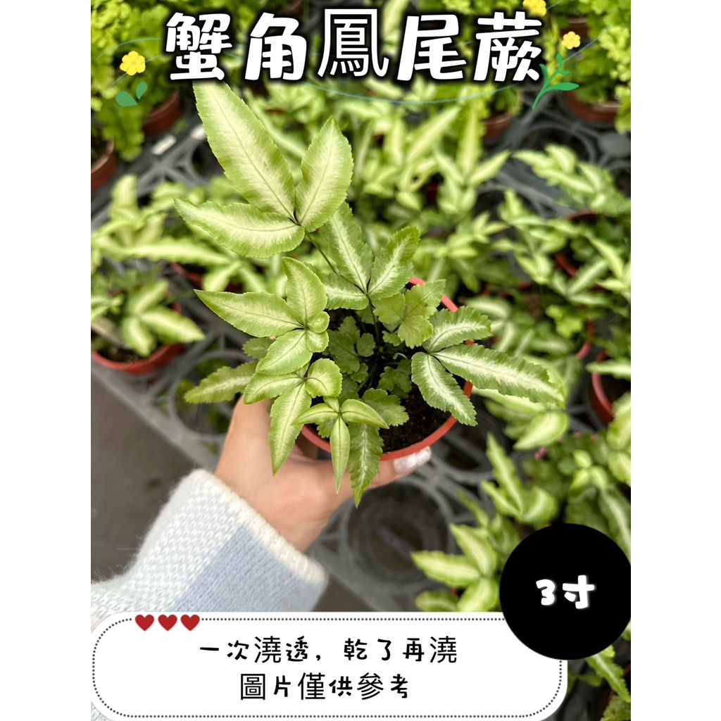 🪴【植入你心❦】蟹角鳳尾蕨-觀葉植物-蕨類-3吋盆-定價60特價50