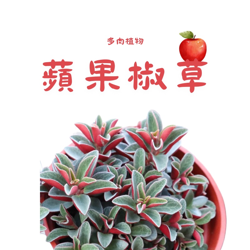 CARMO蘋果椒草多肉成株(3吋) 多肉植物｜極品推薦｜療癒小植栽