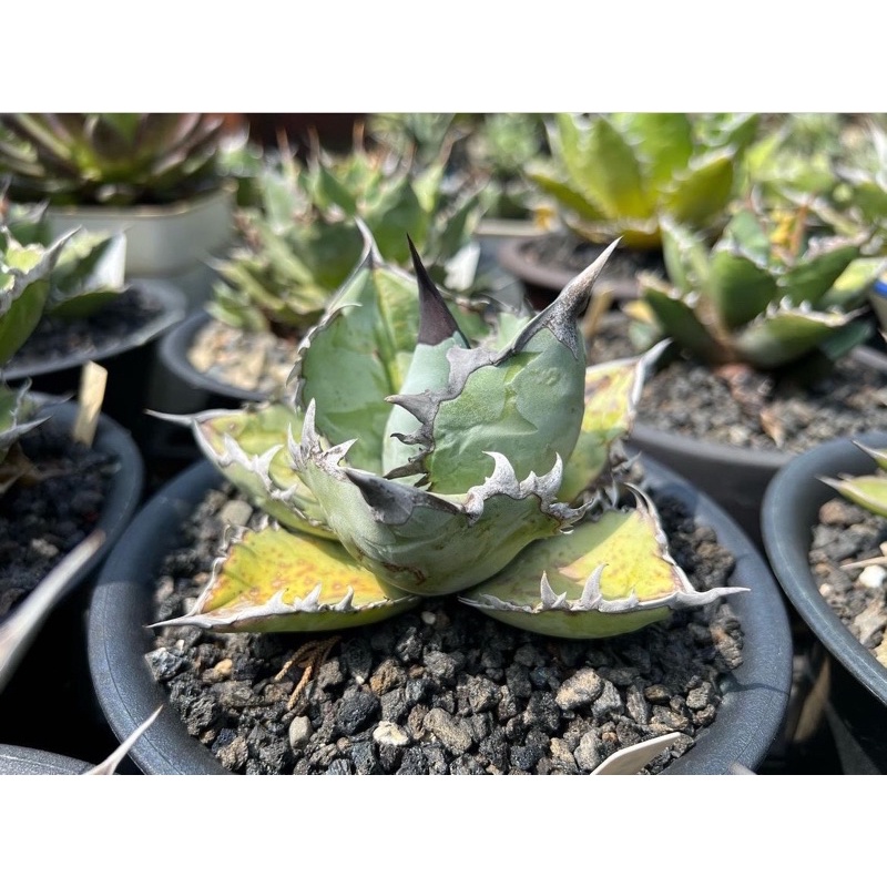 多肉植物 龍舌蘭 agave 陽光4號嚴龍