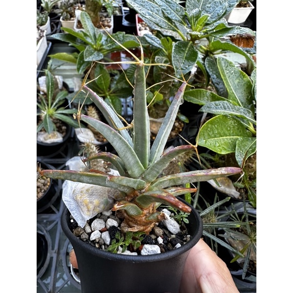 光山 仙人掌系列 灑澆多肉 Sajiao succulent