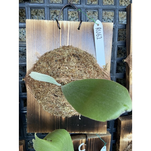 鹿角蕨精典爪哇RU系列--RU62特殊個體--(己上板)療癒植物-療癒植物-文青植物、蕨類植物、雨林植物-IG網紅