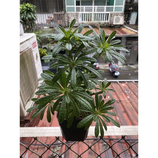 塊根植物 多肉植物 琉桑 索島巨琉桑 Dorstenia gigias