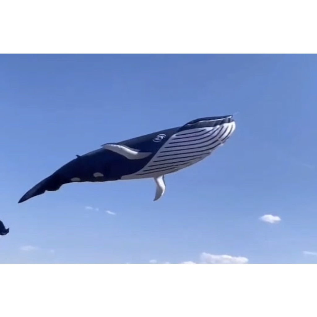 【風箏小舖】客製 巨型鯨豚 抹香鯨 白鯨 鯨鯊