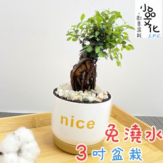 【小品文化】榆樹【現貨】3吋nice免澆水盆栽 盆景 室內植物 室內盆栽 懶人盆栽 水培植物 水培盆栽 植栽