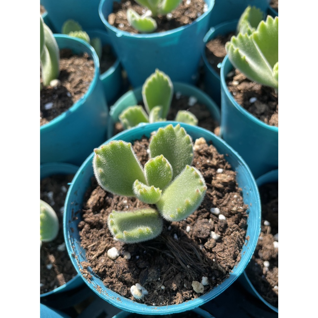 多肉植物 仙人掌 熊童子 3吋盆 蝦皮購物