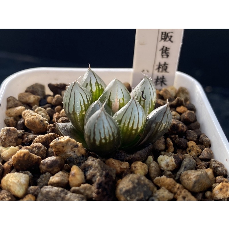 百合科 ハオルチア Haworthia  一物一拍 | 黑玉露錦/霓虹燈玉露錦B21