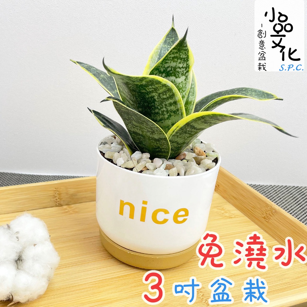 【小品文化】虎紋金邊虎尾蘭【現貨】3吋nice免澆水盆栽 室內植物 辦公室盆栽 懶人盆栽 水培植物 水培盆栽 植栽