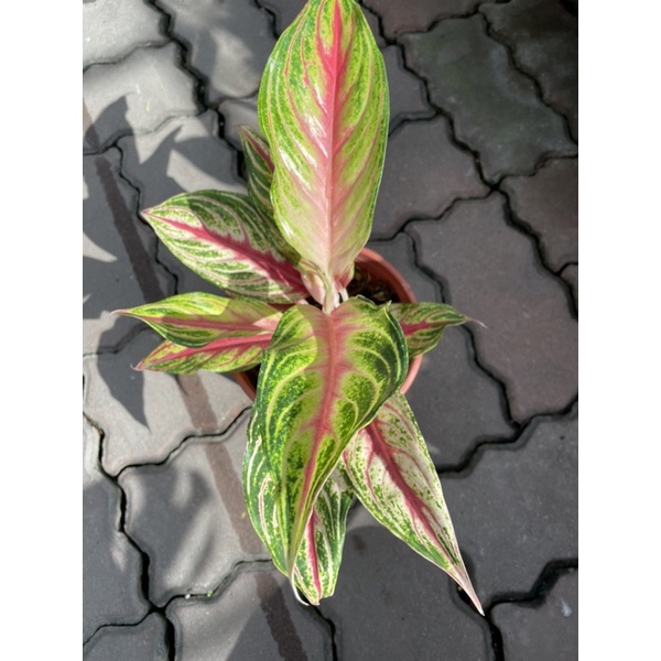 霏霏園藝火狐狸 粗肋草 特性: 耐蔭性極強,室內均可生長良好 葉片綠帶紅,成株能開花。 售價:200元價:130元