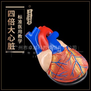 質量保證 教學模型 臺灣熱銷正品4倍放大人體心臟模型B超彩超聲醫學心內科心臟解剖教學模型