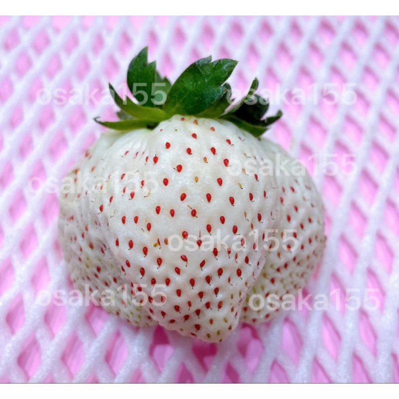 日本草莓.草莓苗. 佐賀 天使草莓(ももいろほっぺ８号) AE8草莓種子