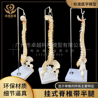 質量保證 教學模型 臺灣熱銷脊椎模型人體脊柱模型骨骼骨架模擬醫用真人迷你可拆卸小白肌肉