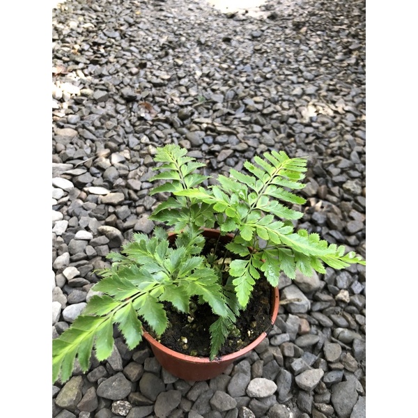 斑葉麗莎 蕨/3吋～空氣清化蕨類植物⋯