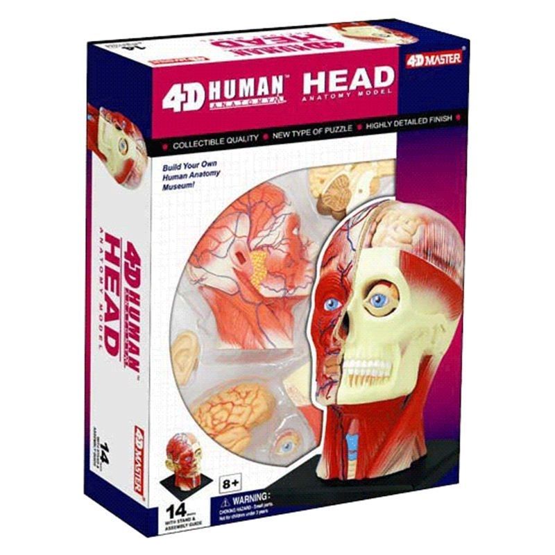 質量保證 教學模型 台灣熱銷4D Master人體頭部大腦解剖模型醫用教學頭顱口腔呼吸道腦部模型