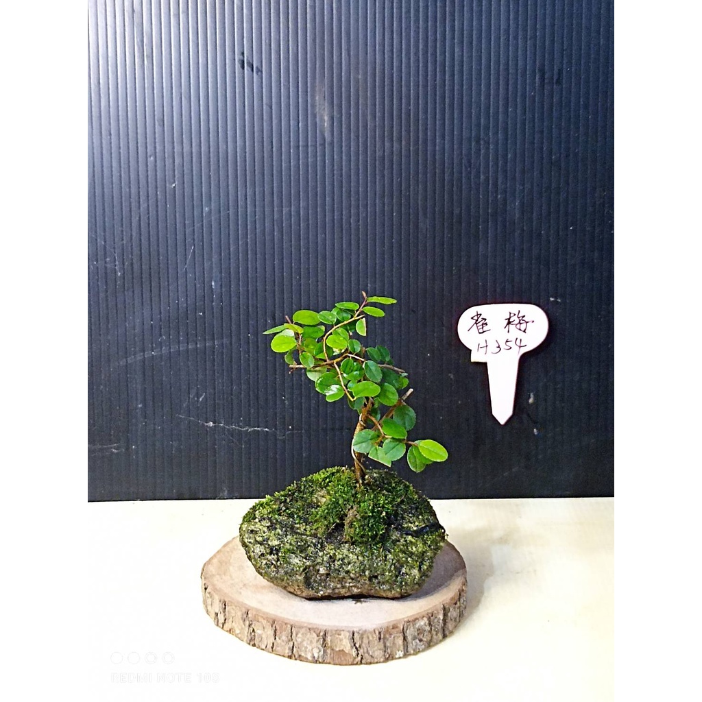 樂山  雀梅  H354  觀賞用  小型盆栽