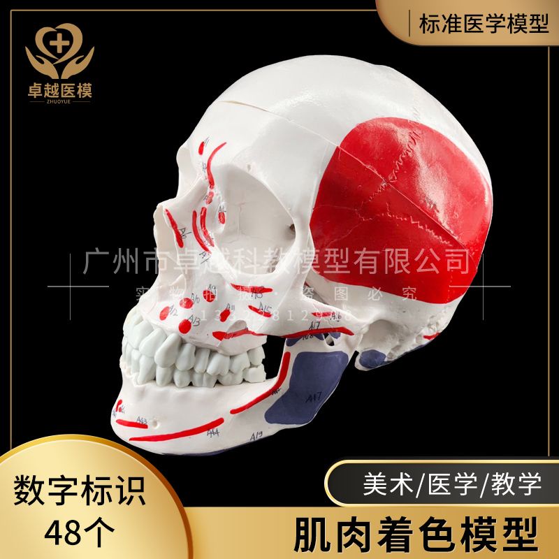質量保證 教學模型 台灣熱銷骷髏頭骨模型人體腦部骨繪醫學解剖頭模標本胸像解剖頭顱藝用美術