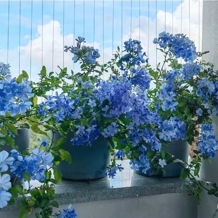 日式造景藍雪花 陽臺花園種子 藍雪花每年夏天都會開成一片藍色海洋 低維護也能輕鬆開包花園藍雪花種子