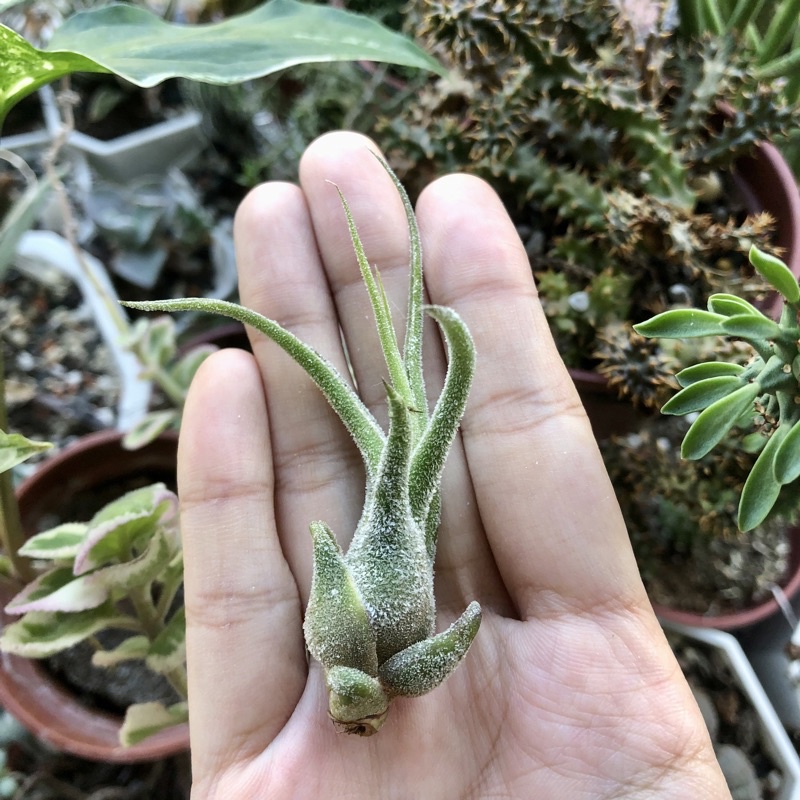 蒔/ 空氣鳳梨 小紅犀牛角 Tillandsia pruinosa 紅小犀牛角 紫犀牛角 空鳳 觀葉植物 雨林植物 多肉