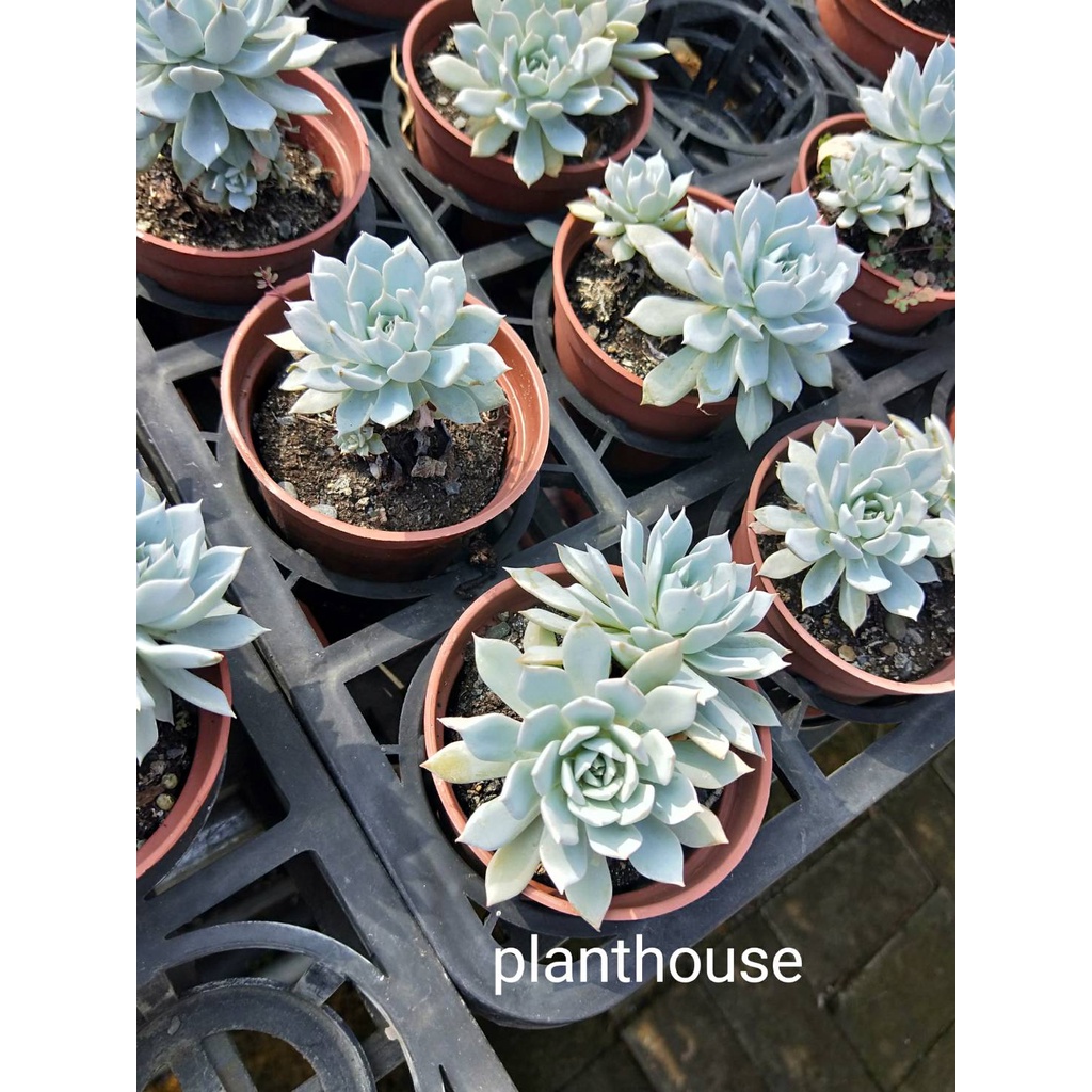 ●○植宅●○薄葉藍鳥●○3吋盆●○多肉植物●○
