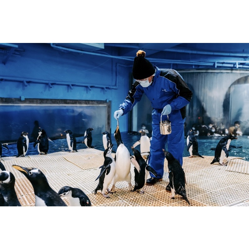 [降價售票]2023屏東海生館-我與企鵝的0.1毫米 二月份企鵝飼育照護體驗