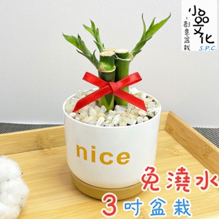 【小品文化】開運竹【現貨】3吋nice免澆水盆栽 室內植物 辦公室盆栽 懶人盆栽 水培植物 水培盆栽 植栽