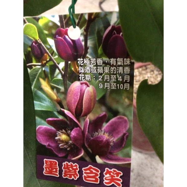 卉迎園藝 墨紫含笑7吋盆 單價650 宅配一箱可以裝兩棵