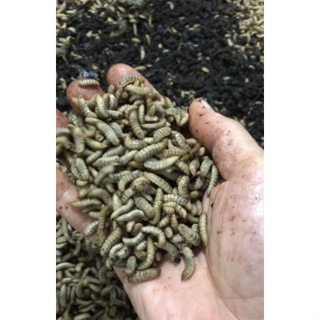 （台灣塔尼）黑水虻  鮮蟲  4~5齡  100g 6元。 ( 一公斤起賣  現上下單一單以10公斤為上限  ）