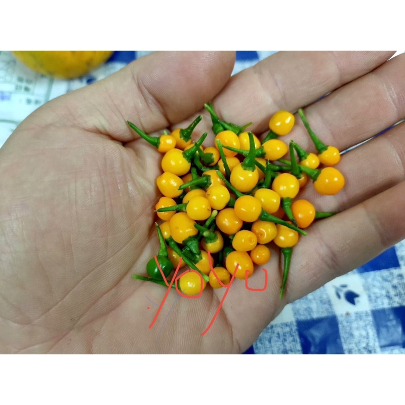 種子 查拉皮塔辣椒 世界上最貴的辣椒 Aji Charapita 辣椒 種子 稀有釋出