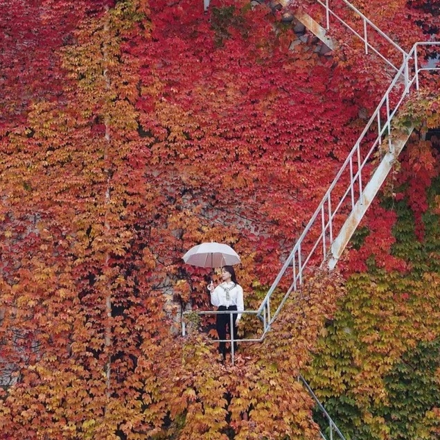 現貨現發 爬牆虎 地錦 爬山虎種子爬藤植物花卉 春夏滿綠 秋季紅黃綠橙交織 多款顏色可選爬藤種子發芽率高