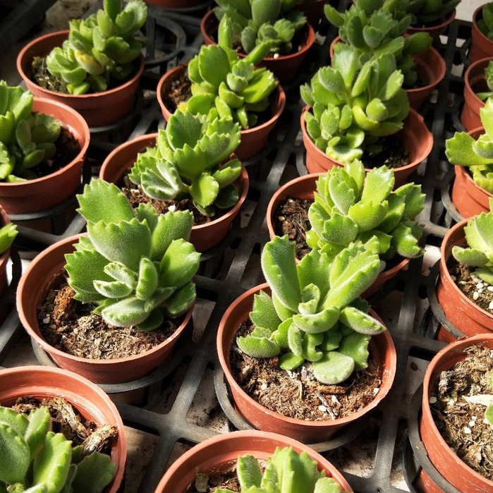 熊童子3吋的價格推薦 23年2月 比價比個夠biggo