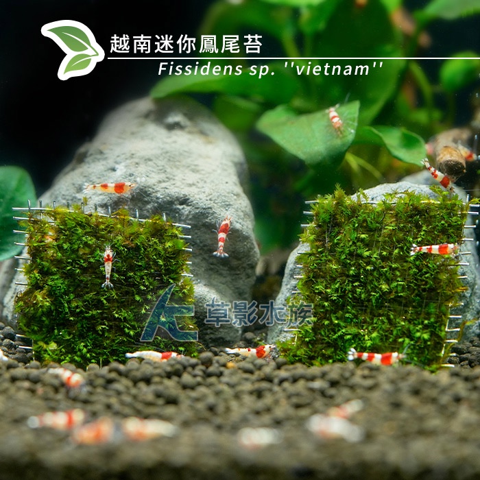 【AC草影】越南迷你鳳尾苔鐵片【一片】莫斯水草 稀有水草 陰性水草 綠水草 水族裝飾 魚缸造景 水生植物 水苔 鳳尾苔