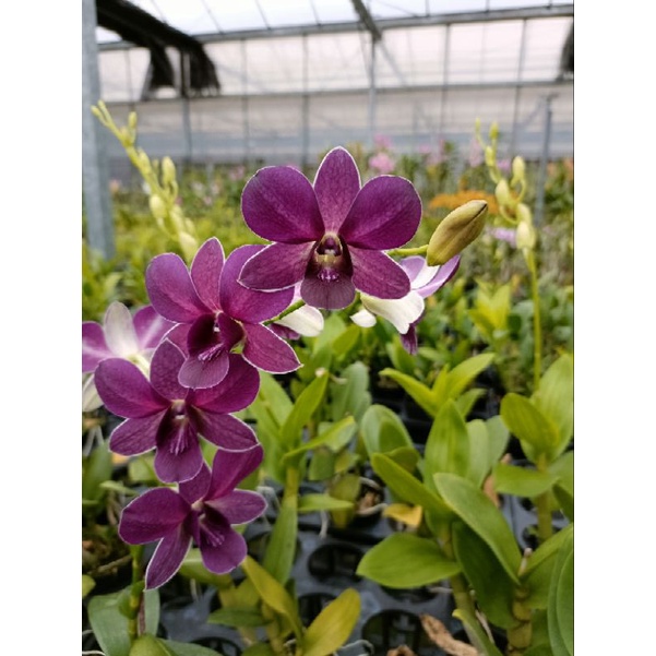 上賓蘭園 紫色秋石斛 藍天使 花帶香味