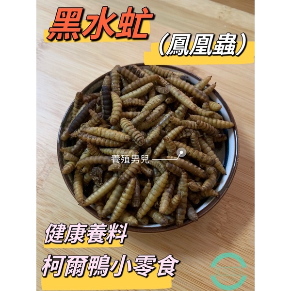 蟲乾黑水虻蟲乾、乾燥蟲蟲粉、鳳凰蟲、蝦乾。柯爾鴨、蘆丁雞倉鼠寵物蝦味先、特寵零嘴、寵物高蛋白食品。