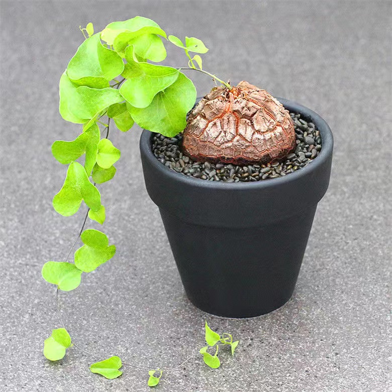 下殺價 南非龜甲龍植物 Dioscorea elephantipes 龜甲龍和山烏龜龜甲龍小龜甲龍植子