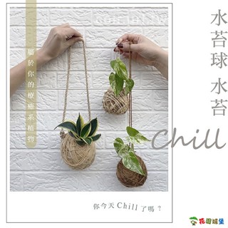 水苔球~水苔chill居家手作材料包 (不含植物) 苔球 聖誕 禮物 室內清淨 空氣 桌上小物 花藝設計 花園城堡