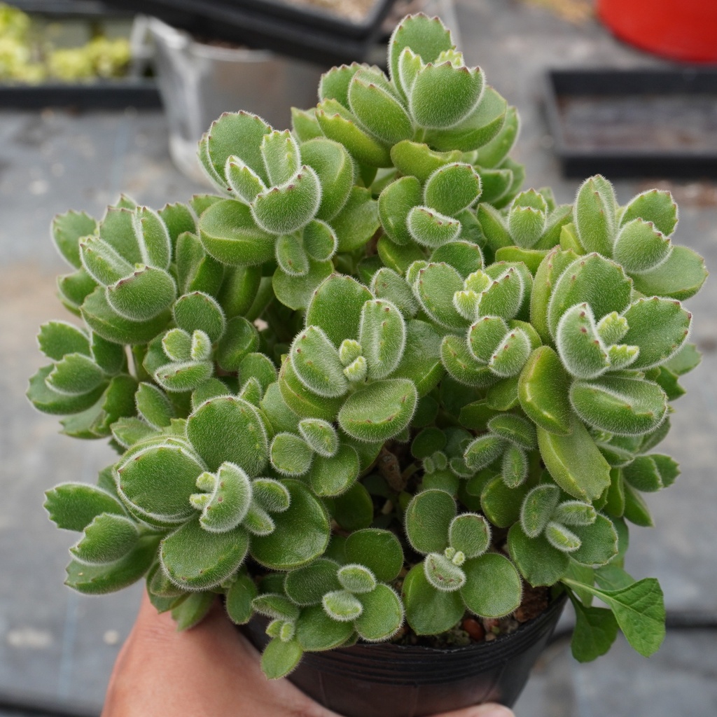 12.11 熊童子自交實生 小葉個體 景天科 Echeveria 多肉植物 詠詠多肉