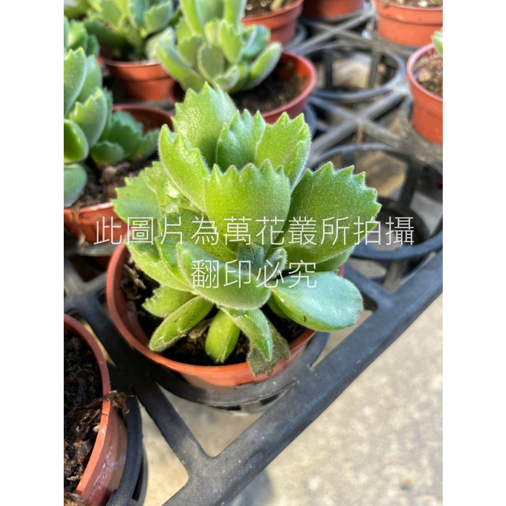 萬花叢 多肉植物 熊童子 大顆 3吋盆 高約5 10cm 蝦皮購物