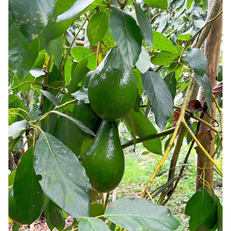 產季已結束品種：秋可酪梨🥑   厚兒酪梨🥑  產地來源：嘉義竹崎